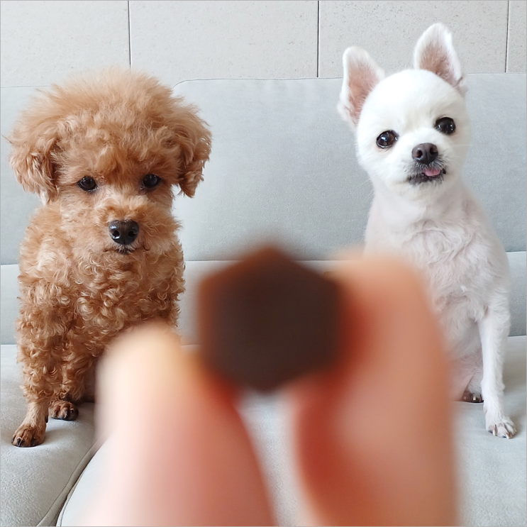  펫펫펫 굿랩 강아지 관절 영양제 맛있게 관리