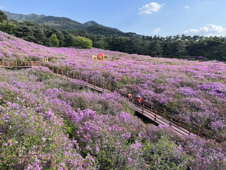  남원 여행, 지리산 운봉 바래봉 철쭉제