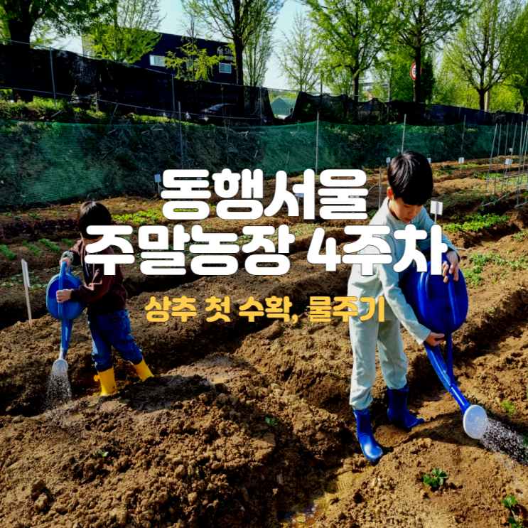  서울친환경 주말농장 4주차