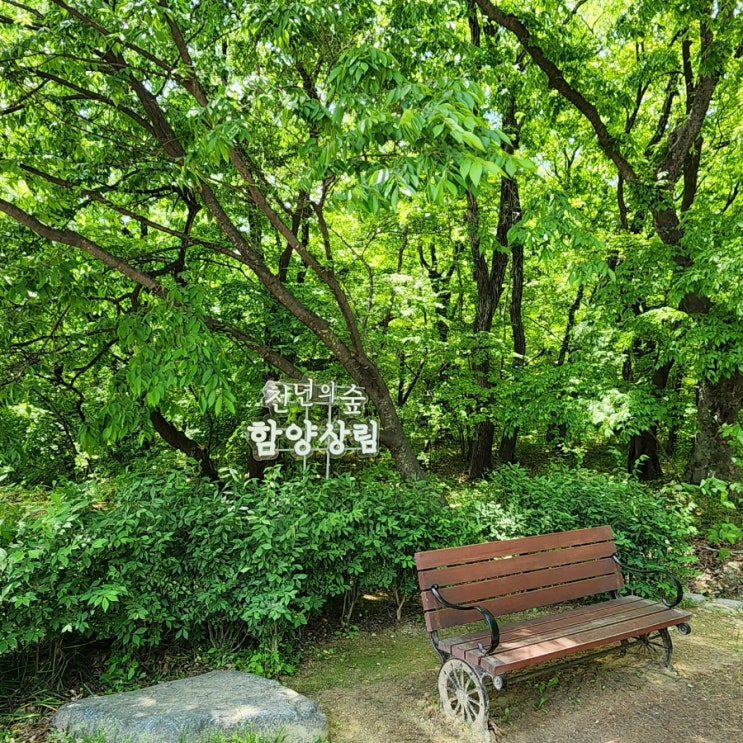 경남 가볼만한곳 상림공원(함양), 제62회 천령문화제