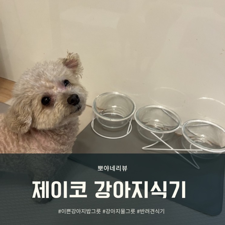 강아지식기 정말 이쁜 제이코 유리 강아지밥그릇, 식기매트까지!