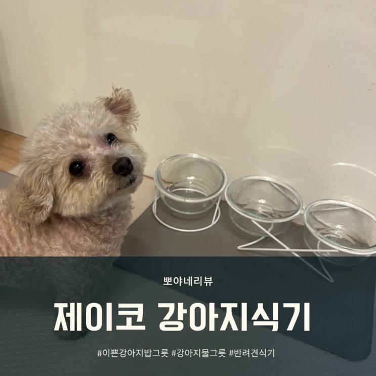  강아지식기 정말 이쁜 제이코 유리 강아지밥그릇, 식기매트까지!
