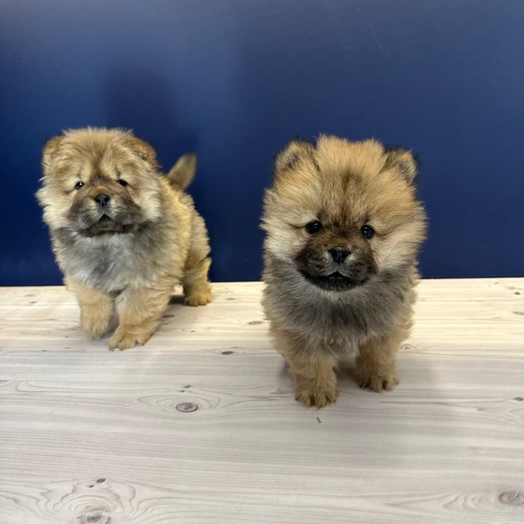  차우차우분양 매력둥이