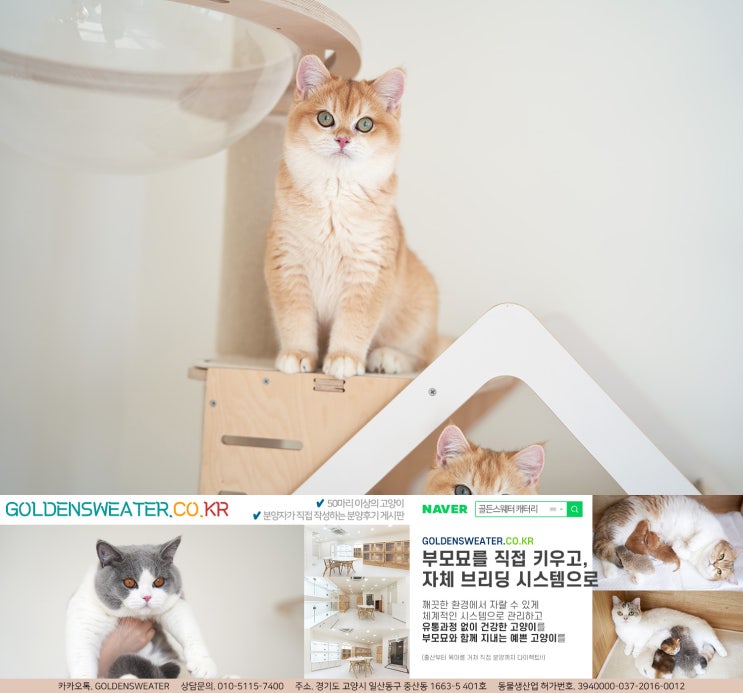  충남고양이분양 봄 햇살 같은
