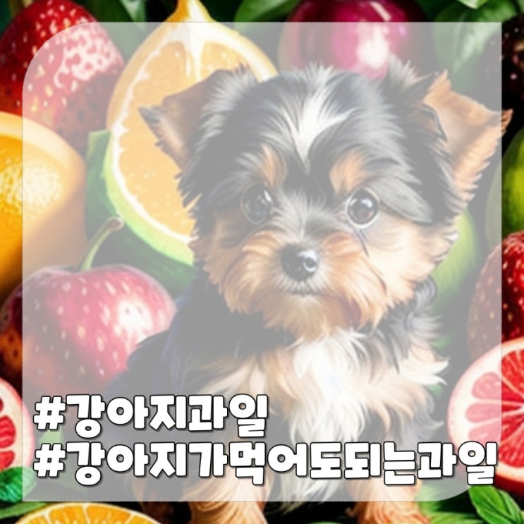  강아지 수박 외 먹어도 되는 과일 10가지