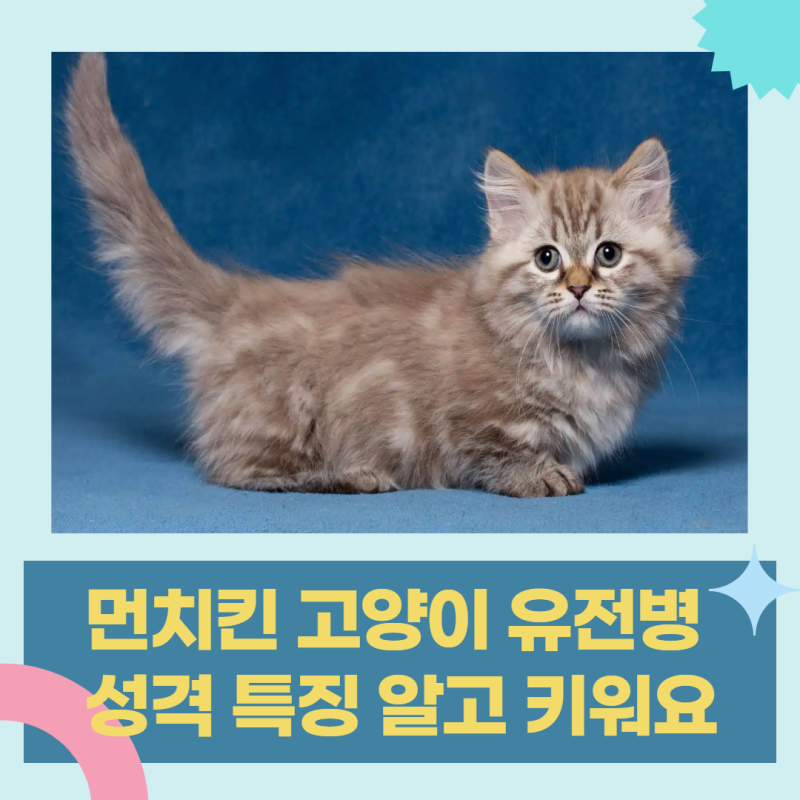 먼치킨 고양이 유전병 성격 특징 알고 키워요 : 네이버 블로그