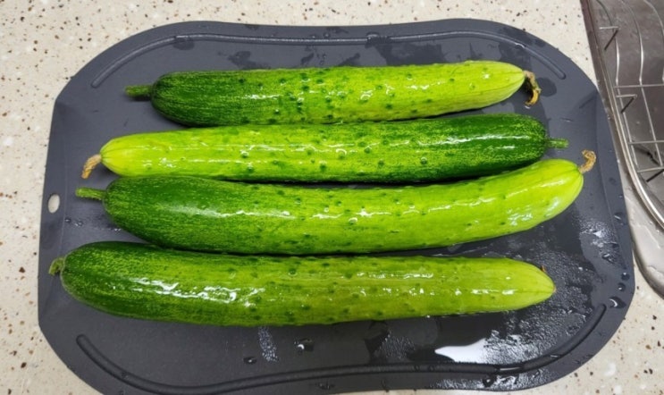  오이물_항암에서 피부까지