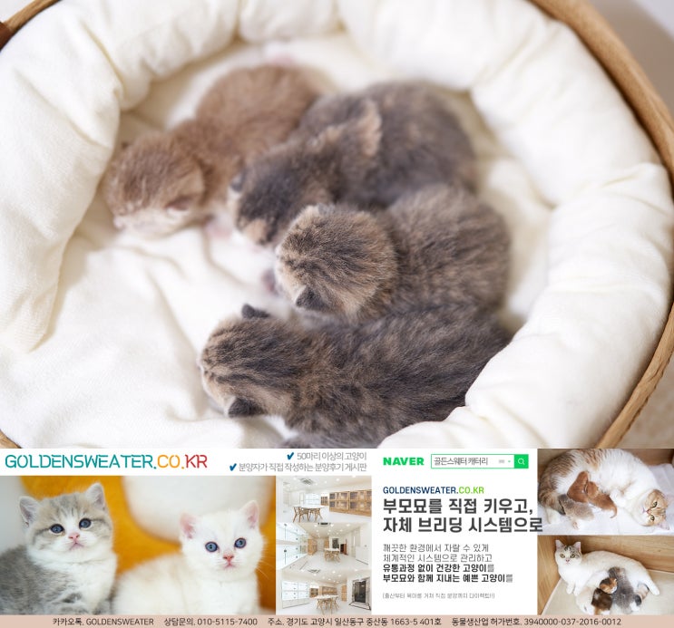  강서구고양이분양 헷갈리지 않게 핵심만!