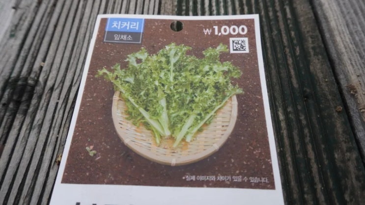  다이소 채소씨앗, 치커리, 대파 파종 시기, 방법, 성공과실패, 대파뿌리심기결과