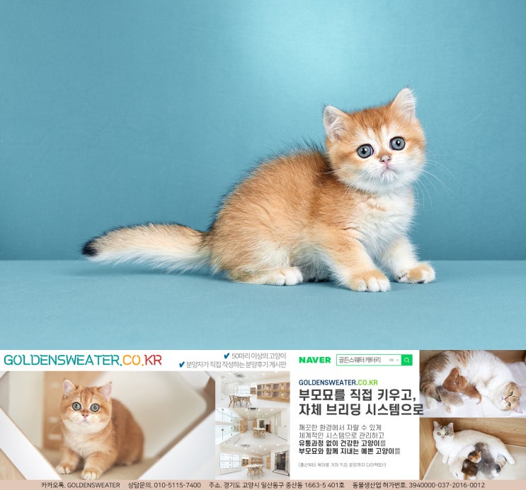  별내고양이분양 골든스웨터 캐터리를 아세요?