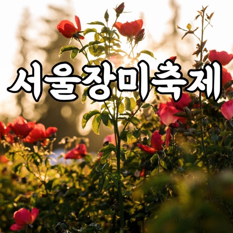  2023 서울장미축제 위치 기간 주차장 행사 장미만개시기 총정리