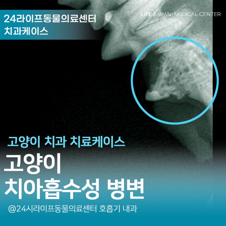 대구 고양이치과 정밀검진 : 고양이 치아흡수성병변 고양이FORL 대구 고양이치과 정밀검진 : 고양이 치아흡수성병변 고양이FORL