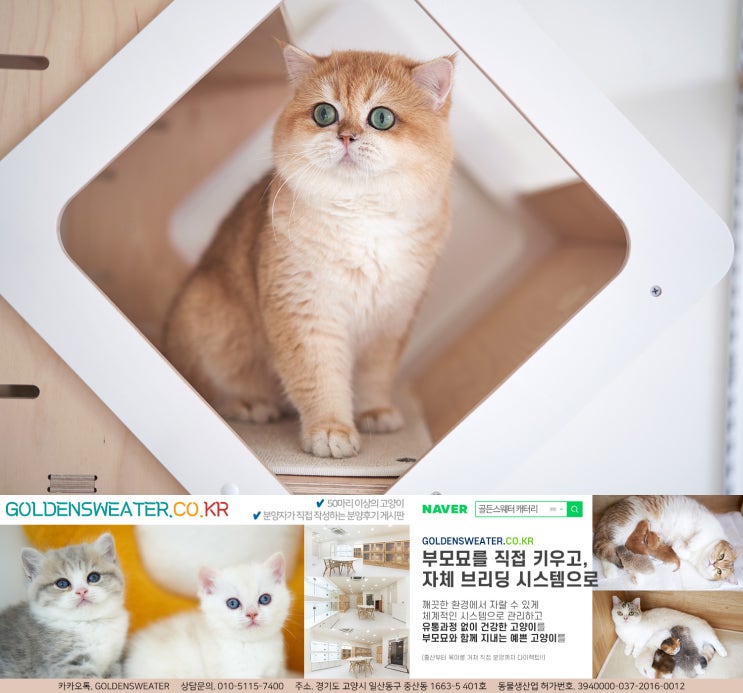  포항고양이분양 너 아니면 안되!