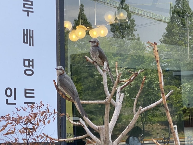  운정 한솥 옆에서 포착된 너무 예쁜 한 쌍의 새
