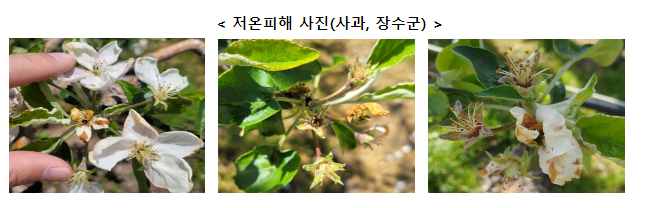 농식품부, 농작물 냉해피해 정밀조사 기간연장_농림축산식품부 농식품부, 농작물 냉해피해 정밀조사 기간연장_농림축산식품부
