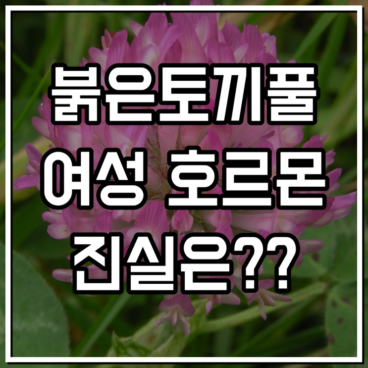  붉은토끼풀 레드클로버 진짜 효과있나