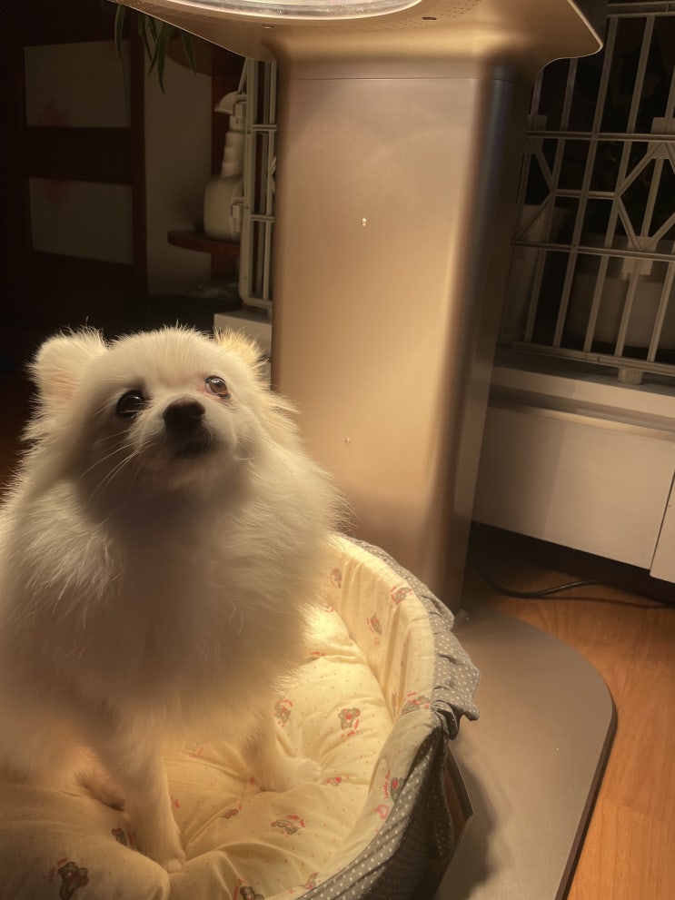  강아지 피부병 케어 비비레이 근적외선 치료기