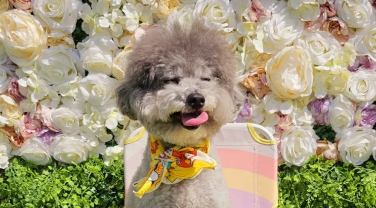  모란애견카페:) 라드독(자동차경적소리_산책교육)