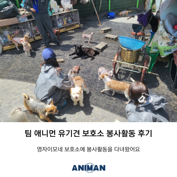  [팀애니먼] 유기견 보호소 봉사 활동에 다녀왔어요 / 영자이모네보호소