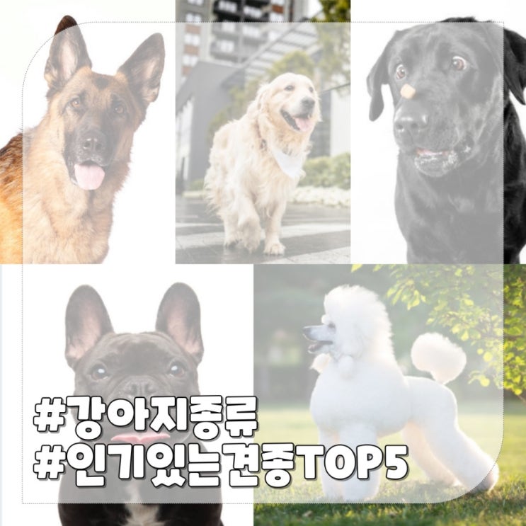  인기있는 강아지 종류,2022 top 5 견종