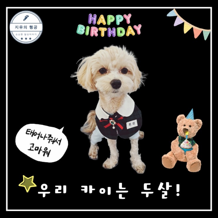  말티푸 카이는 두살! 강아지 반려견 생일 답례품 추천ㅣ애견 선물