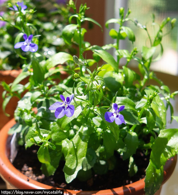  로벨리아(콤펙트 딥블루) 모종 키우기. 물주기. 꽃말 Lobelia erinus