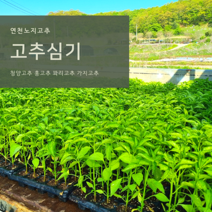  고추농사 노지고추심기 고추정식시기