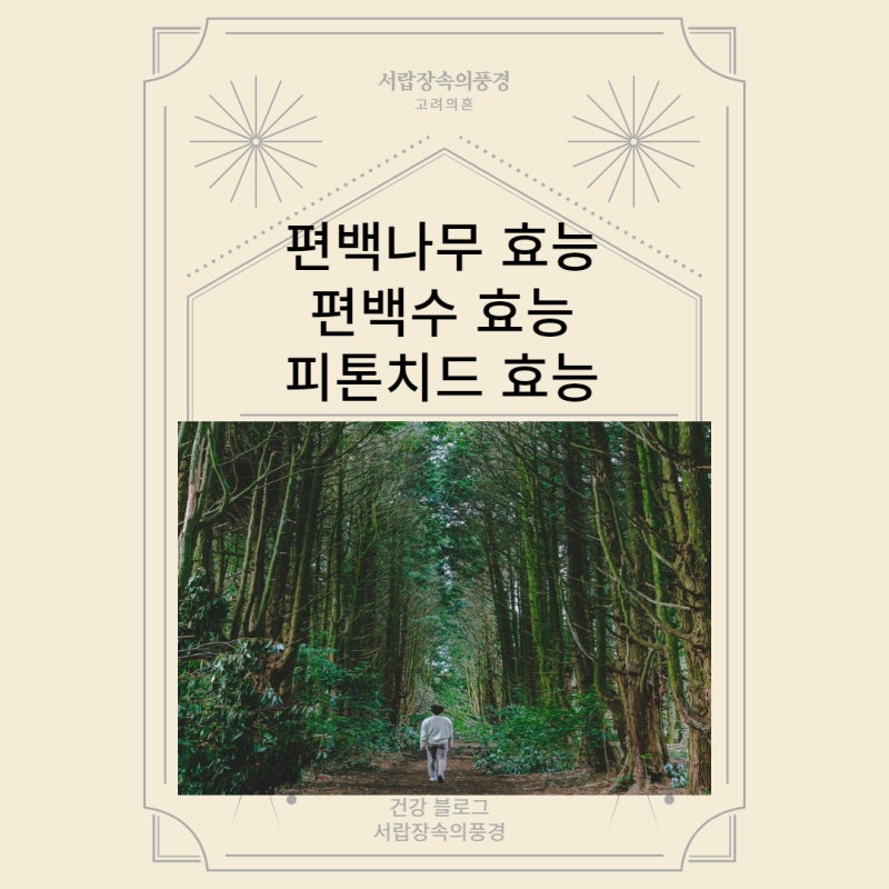편백나무 효능 편백수 효능 피톤치드 효능 편백수와 편백오일 차이점 새집증후군 피톤치드