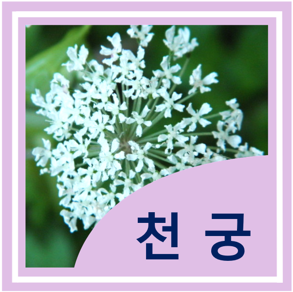  천궁(궁궁) 효능, 섭취방법, 부작용 - 혈관 건강, 부인과 건강