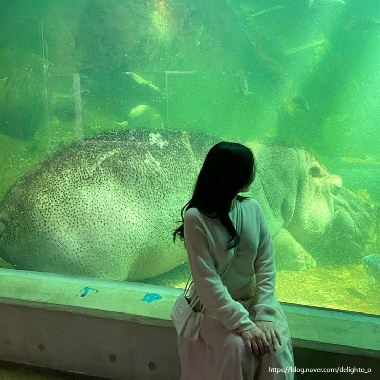 경남 사천 여행 가볼만한곳 아쿠아리움 아라마루 (케이블카 통합 할인권, 주차장, 실내데이트 추천)