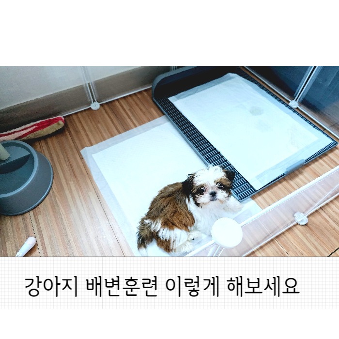  두리네 강아지 배변훈련방법 팁 찐 경험 노하우 공유