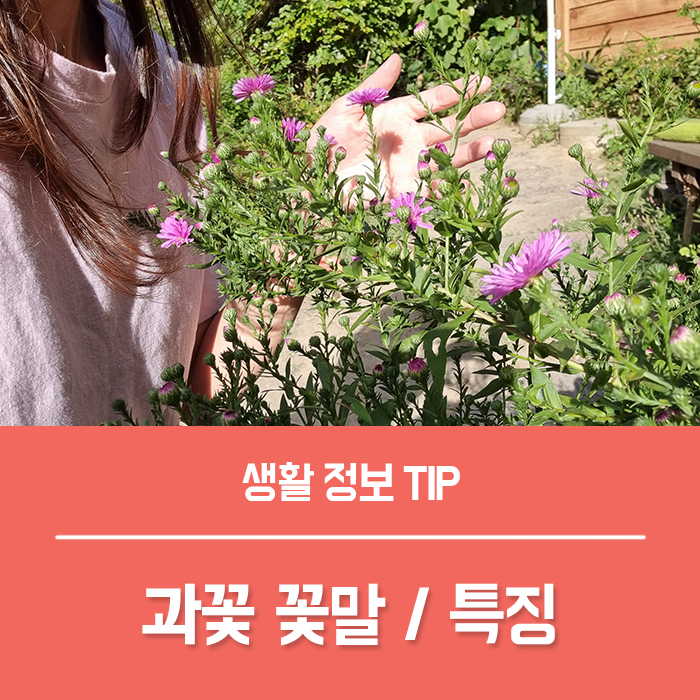  과꽃 꽃말, 과꽃 씨앗 파종, 과꽃 키우기 총정리!