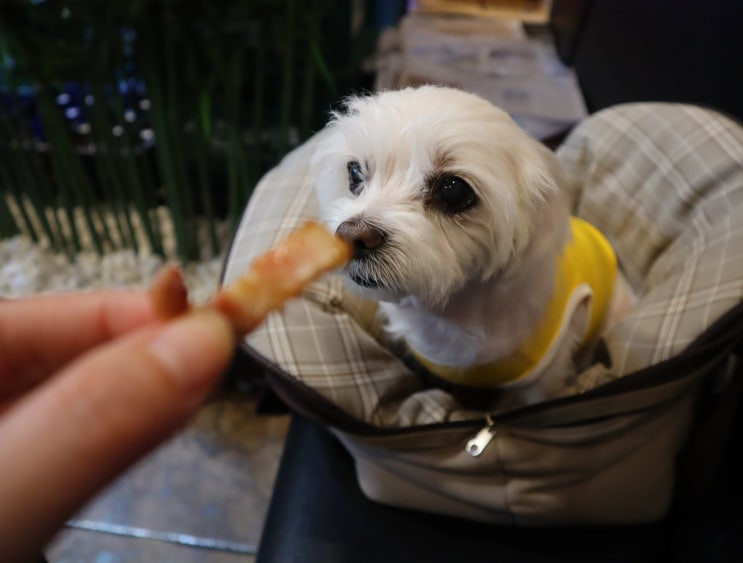  해운대 재송동 애견동반 으랏차차 숯불갈비