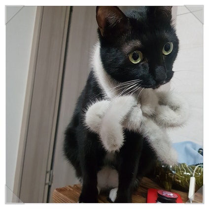 반려동물보험(펫보험)_강아지, 고양이 보험_인프라 및 제도 개선의 필요성_집안 내 환풍기/환기시스템 가동_환기타임즈 다올시스템 반려동물보험(펫보험)_강아지, 고양이 보험_인프라 및 제도 개선의 필요성_집안 내 환풍기/환기시스템 가동_환기타임즈 다올시스템