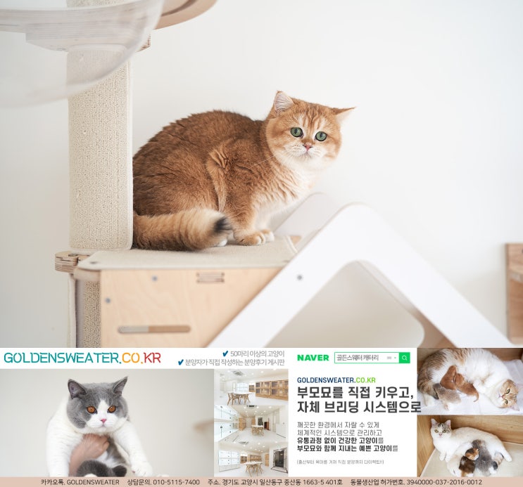  수원고양이분양 오늘은 화창한 봄날이기를