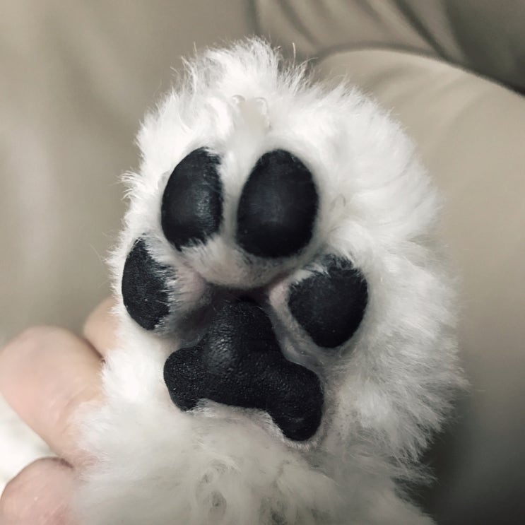  강아지 발바닥 까짐, 상처 생기는 원인과 관리방법