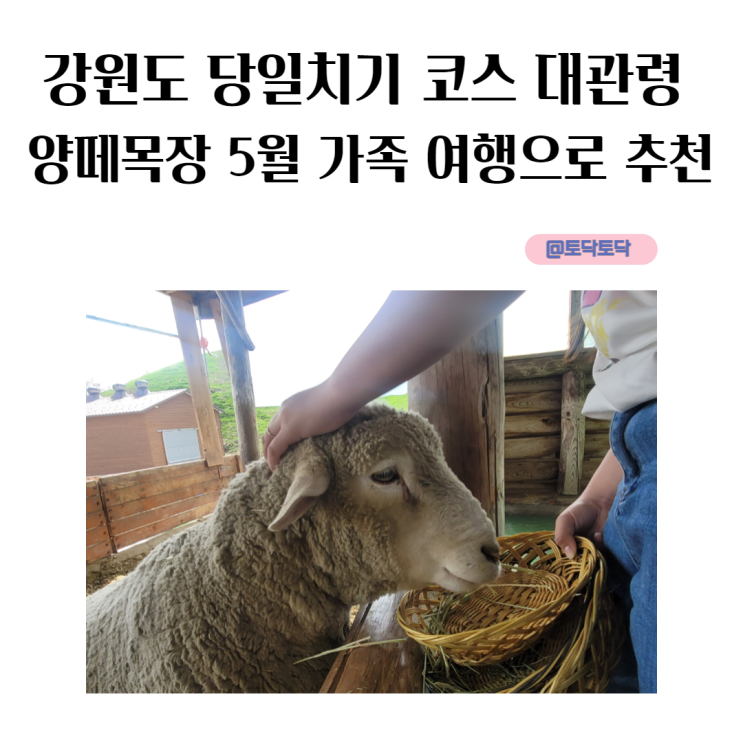 강원도 당일치기 코스 대관령 양떼목장 5월 가족 여행으로 추천 강원도 당일치기 코스 대관령 양떼목장 5월 가족 여행으로 추천
