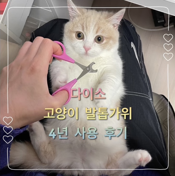  다이소 고양이 발톱 가위 4년째 쓰고 있는 집사 후기_장단점 및 고양이 발톱 쉽게 깎는 법