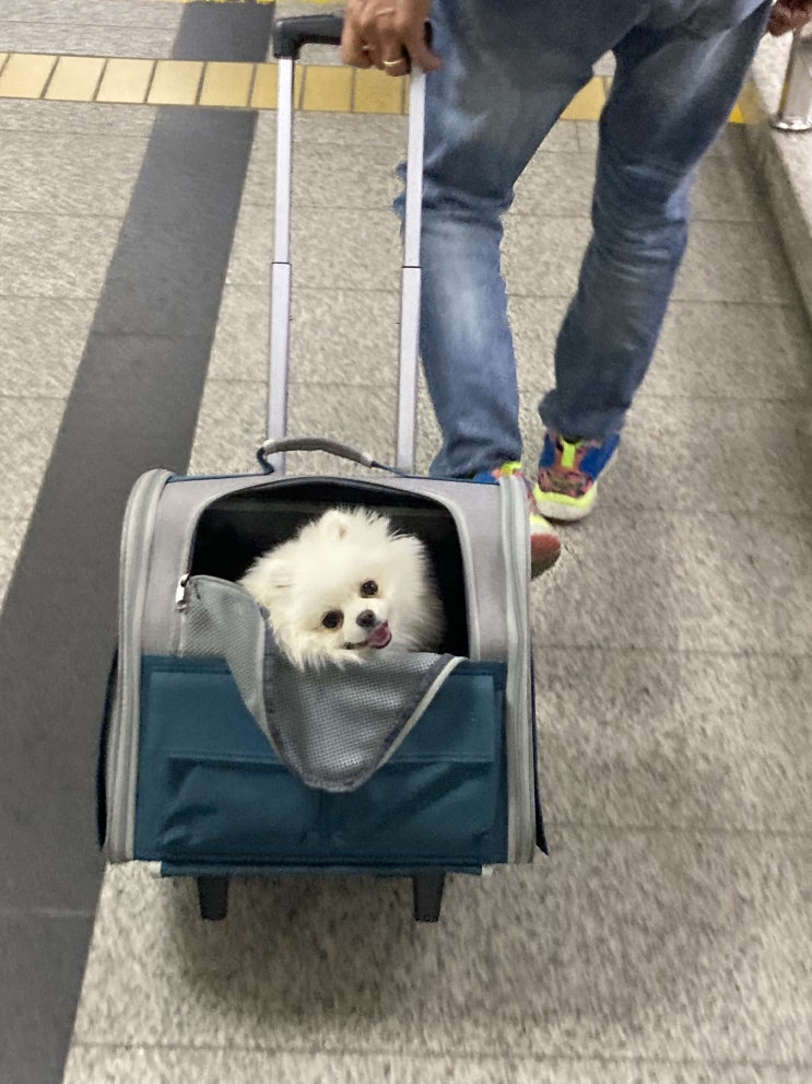  어린이용품, 친환경 강아지용품 교집합을 찾다!