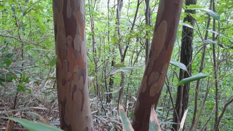 노각나무, 위장약