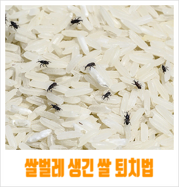 쌀벌레 생긴 쌀 퇴치법  쌀벌레 없애는법