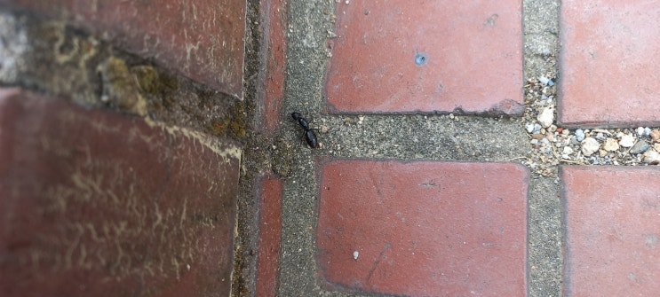 [동물일상] 마음 건강 서포터즈 발대식을 가는 길에 우연히 보게 된 "개미" 흔히 보이던 크기보다 크다?? (feat. 서포터즈 발대식 가는 길)