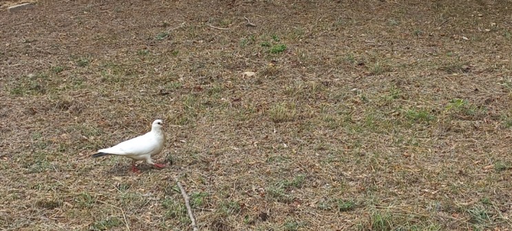 [동물일상] 해맞이 다리에서 우연히 마주치게 된 하얀 새 한 마리! 자세히 보니 흔히 보게 되는 새와는 다르다. 알고 보니 흔치 않는 "백 비둘기"였다. (feat. 트레킹 수업)