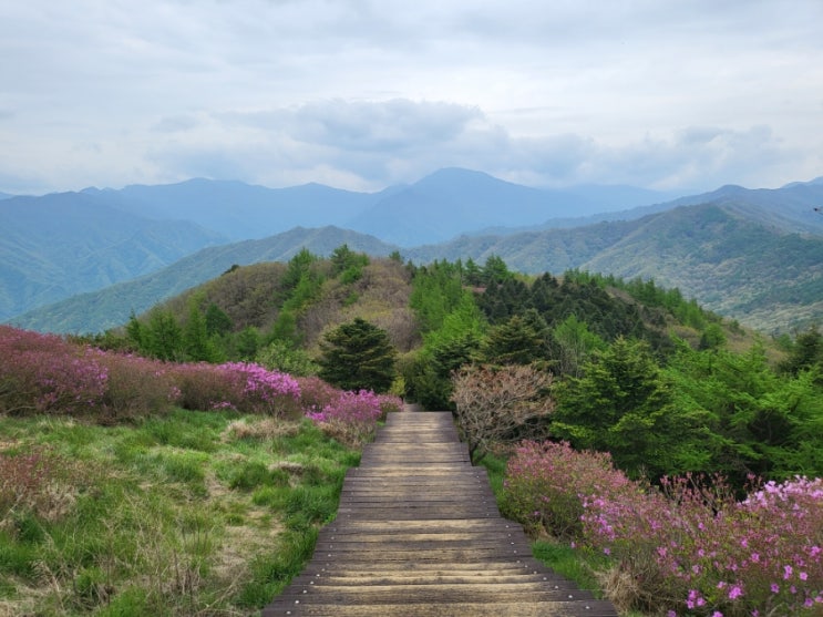  남원 가볼 만한 곳/ 지리산 바래봉 최단 코스 허브밸리/ 바래봉 철쭉 군락지/ 지리산 운봉바래봉 철쭉제(2023년 5월3일)