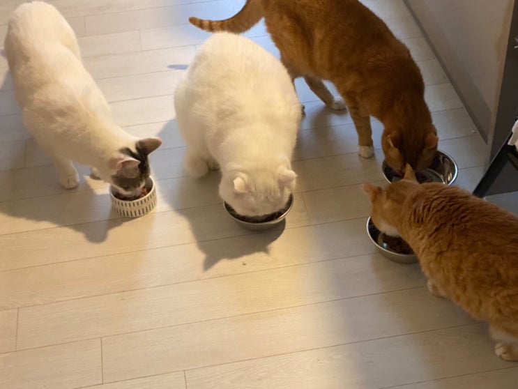  야옹이맘마 : 고양이 습식 간식 ! 주식 아님 간식임 !