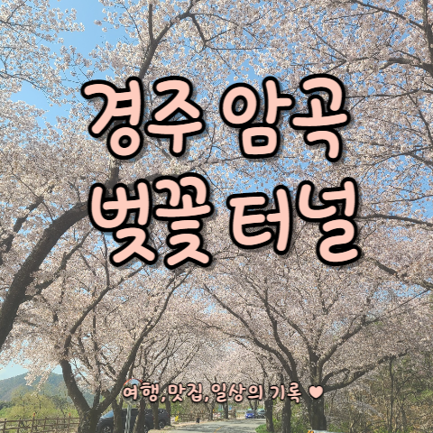  [경주 암곡 벚꽃터널] 나만 알고 싶은 벚꽃 명당 암곡 와동 구판장 ~ 경주 루지월드 벚꽃 터널