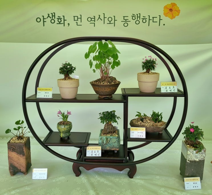  [화순야생화협회] 제1회 야생화전시회 : 매력넘치는 야생화의 만남 화순고인돌공원