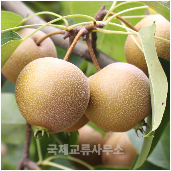 돌배 7가지 효능 및 부작용
