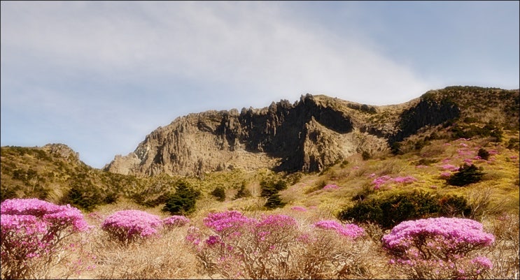  한라산 영실코스 산행 (feat. 주차정보, 털진달래와 철쭉)