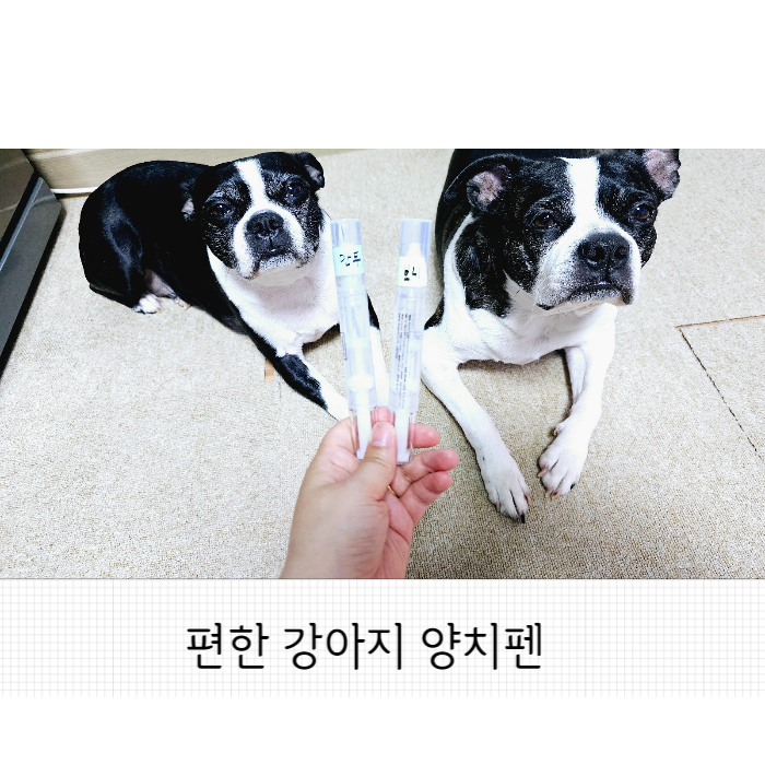  강아지 양치펜 이렇게 편할수가!